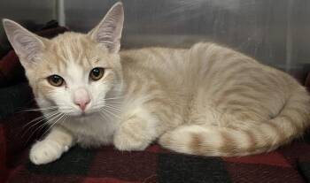MUFFIN* -  Domestic Short Hair Cat for Adoption in Santa Cruz, California - MUFFIN* | PetCurious
