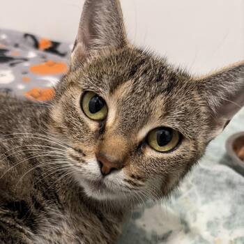 Maple -  Domestic Short Hair Cat for Adoption in Greenfield, Indiana - Maple | PetCurious