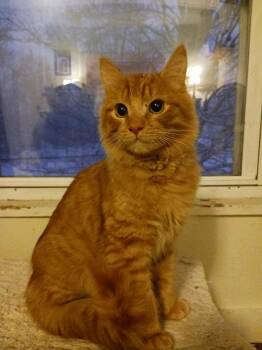 Domestic Short Hair Cats Available for Adoption - Blaze | PetCurious