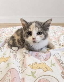 Abigail -  Domestic Short Hair Cat for Adoption in Paducah, Kentucky - Abigail | PetCurious