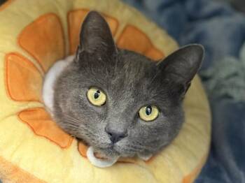 Cilantro -  Domestic Short Hair Cat for Adoption in Portland, Oregon - Cilantro | PetCurious