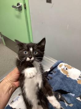 Jacie -  Domestic Short Hair Cat for Adoption in Bloomington, Indiana - Jacie | PetCurious