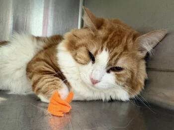 DANIEL -  Domestic Short Hair Cat for Adoption in Colorado Springs, Colorado - DANIEL | PetCurious
