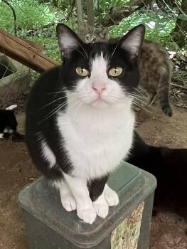 Domestic Short Hair Cats Available for Adoption in Stuart, Virginia - Fancy | PetCurious