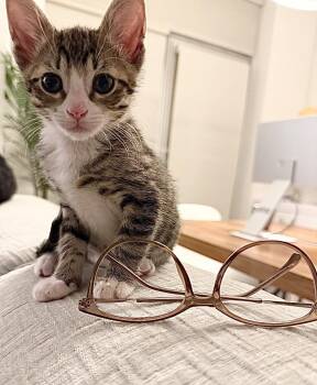 Cub and Pup -  Domestic Short Hair Cat for Adoption - Cub And Pup | PetCurious