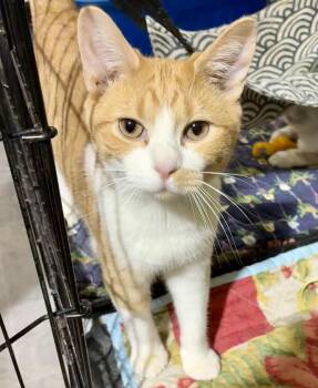 Domestic Short Hair Cats Available for Adoption - SQUASH | PetCurious