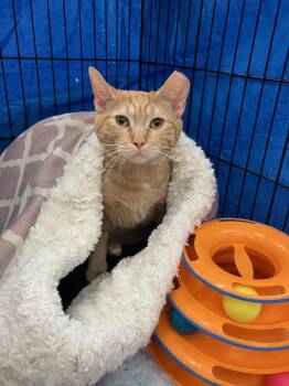 Domestic Short Hair Cats Available for Adoption - Peaches | PetCurious