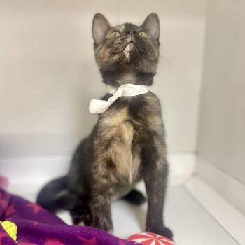 Lucia -  Domestic Short Hair Cat for Adoption in Champaign, Illinois - Lucia | PetCurious