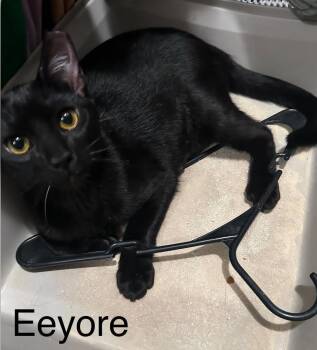 Winnie The Pooh Brothers -  Domestic Short Hair Cat for Adoption in Anaheim, California - Winnie The Pooh Brothers | PetCurious