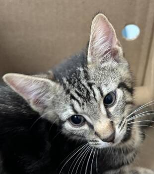 Knee Socks -  Domestic Short Hair Cat for Adoption - Knee Socks | PetCurious