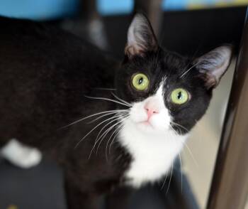 Cindy Lou Who -  Domestic Short Hair and American Bobtail Cat for Adoption in Sanford, Florida - Cindy Lou Who | PetCurious