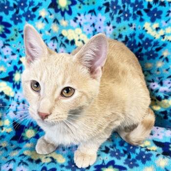 Rescue Domestic Short Hair Cats for Adoption in Mt. Juliet, Tennessee - Cable | PetCurious