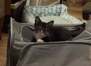 Bacon Bit -  Domestic Short Hair Cat for Adoption in Cary, North Carolina - Bacon Bit | PetCurious