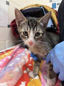 Artie Abrams -  Domestic Short Hair Cat for Adoption in Santa Rosa, California - Artie Abrams | PetCurious