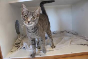 Big Gulp -  Domestic Short Hair Cat for Adoption in Chestertown, Maryland - Big Gulp | PetCurious