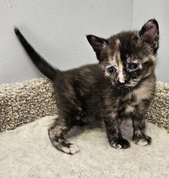 Domestic Short Hair Cats Available for Adoption in Brockport, New York - Tiana | PetCurious