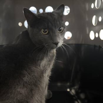 Tinx -  Domestic Short Hair Cat for Adoption in Allentown, Pennsylvania - Tinx | PetCurious