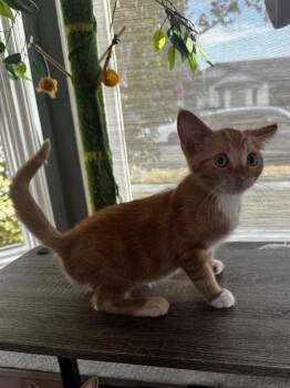 Willie -  Domestic Short Hair Cat for Adoption in Seal Beach, California - Willie | PetCurious