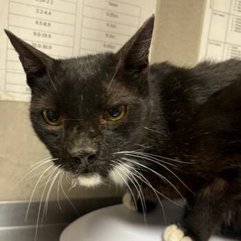 Sylvester -  Domestic Short Hair Cat for Adoption in Yuma, Arizona - Sylvester | PetCurious