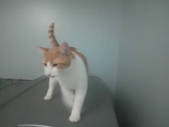 Peachy -  Domestic Short Hair Cat for Adoption in Niles, Michigan - Peachy | PetCurious