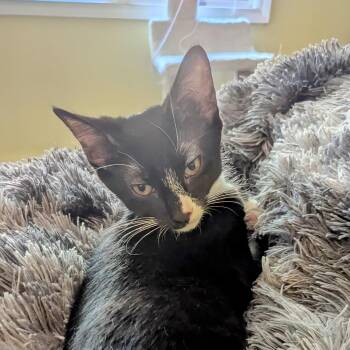 Rescue Domestic Short Hair Cats for Adoption in Honeoye, New York - Thomas | PetCurious