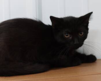 Rescue Domestic Short Hair Cats for Adoption in Lancaster, Ohio - Sushi | PetCurious