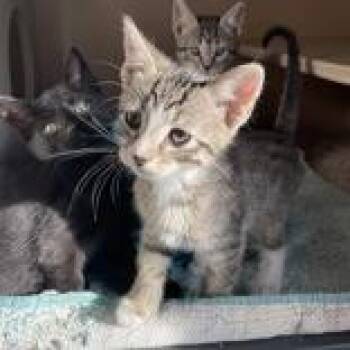 Mousey - Butler Campus -  Domestic Short Hair Cat for Adoption in Flagstaff, Arizona - Mousey - Butler Campus | PetCurious