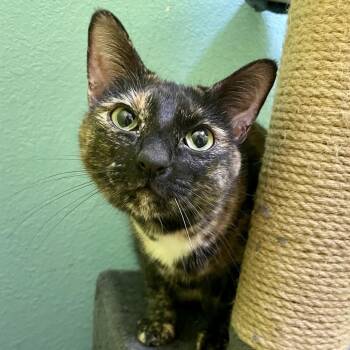 Jazzy -  Domestic Short Hair Cat for Adoption in Springfield, Missouri - Jazzy | PetCurious