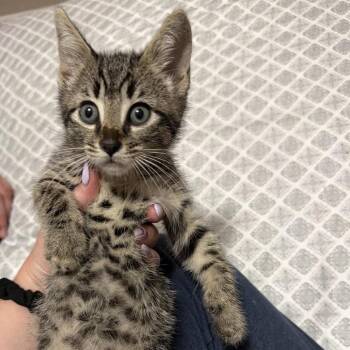 Chuckie -  Domestic Short Hair Cat for Adoption in Danbury, Connecticut - Chuckie | PetCurious
