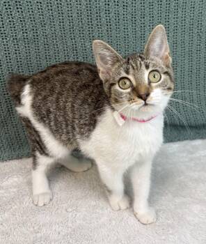 261352  Ladybug -  Domestic Short Hair and American Bobtail Cat for Adoption in Wetumpka, Alabama - 261352  Ladybug | PetCurious