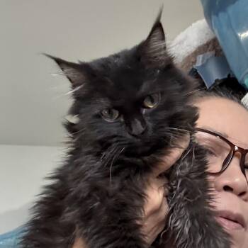 Hazel -  Maine Coon and Siberian Cat for Adoption in Brampton, Ontario - Hazel | PetCurious
