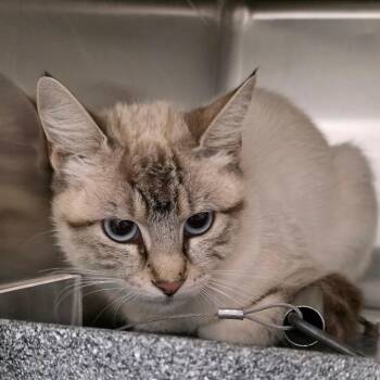 Snow Leopard -  Domestic Short Hair Cat Available for Adoption in Abilene, Texas - Snow Leopard | PetCurious