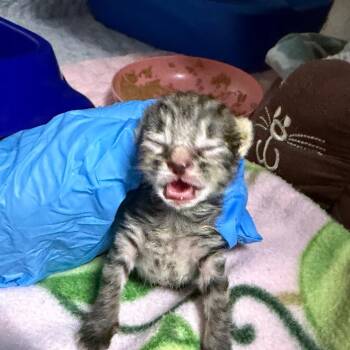 Phalanx -  Domestic Short Hair Cat for Adoption in Summerville, South Carolina - Phalanx | PetCurious