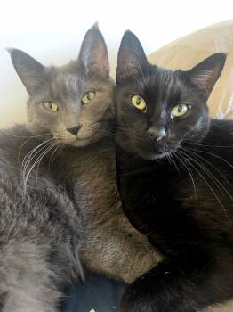 Gray & Bean -  Domestic Medium Hair Cat for Adoption in Manitou Springs, Colorado - Gray & Bean | PetCurious