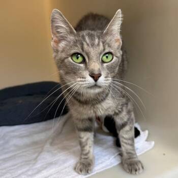 Paulina -  Domestic Short Hair Cat for Adoption in Harrisonburg, Virginia - Paulina | PetCurious