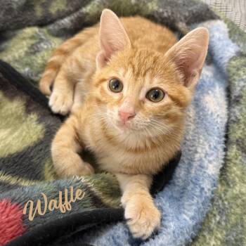 Waffle  #happy-go-lucky -  Tabby and Domestic Short Hair Cat Available for Adoption in Houston, Texas - Waffle  #happy-go-lucky | PetCurious
