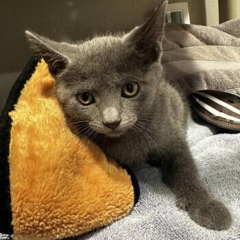 Indigo -  Domestic Short Hair Cat for Adoption in Tampa, Florida - Indigo | PetCurious