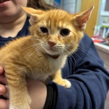 Domestic Short Hair Cats Available for Adoption - Pine | PetCurious