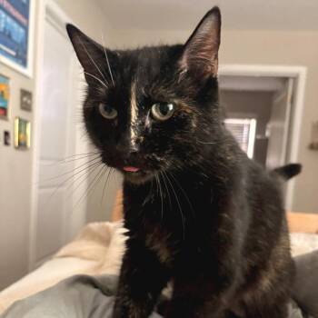 Domestic Short Hair Cats Available for Adoption - Talia | PetCurious