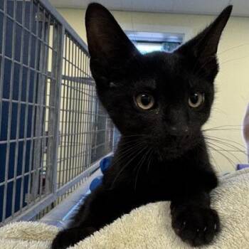 Hurricane -  Domestic Short Hair Cat for Adoption in Richmond, Virginia - Hurricane | PetCurious