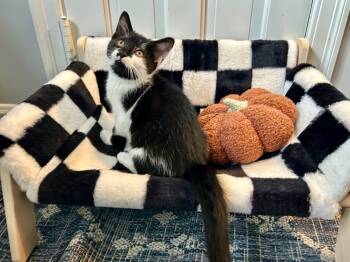 Rescue Domestic Short Hair Cats for Adoption in Fishers, Indiana - Mahi Mahi | PetCurious