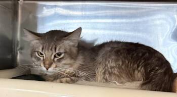 SHILOH -  Domestic Long Hair Cat for Adoption in Wyandotte, Michigan - SHILOH | PetCurious