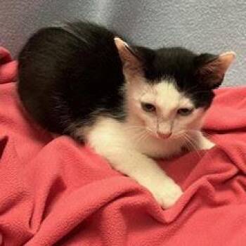 Mack Truck -  Domestic Short Hair Cat for Adoption in Green Valley, Arizona - Mack Truck | PetCurious