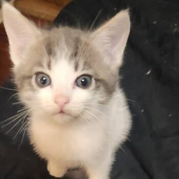 Rescue Domestic Short Hair Cats for Adoption in Spring, Texas - Fizzle | PetCurious