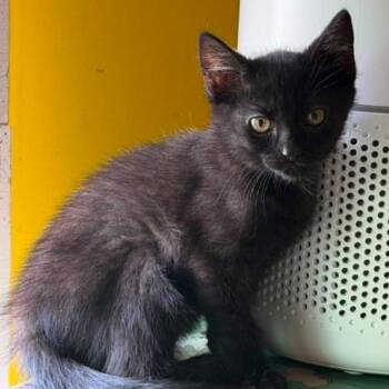 Chickadee -  Domestic Short Hair Cat for Adoption in Stoughton, Wisconsin - Chickadee | PetCurious