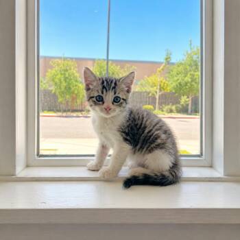 Olly -  Domestic Short Hair Cat for Adoption in Tucson, Arizona - Olly | PetCurious