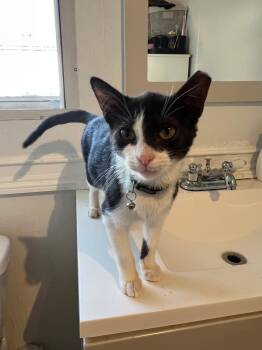 Tuxie -  Tuxedo and Domestic Short Hair Cat for Adoption in Lucas, Texas - Tuxie | PetCurious