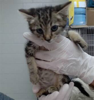 STANLEY -  Domestic Medium Hair Cat for Adoption in Salinas, California - STANLEY | PetCurious