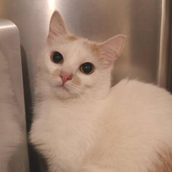 Domestic Short Hair Cats Available for Adoption in Briarcliff Manor, New York - Pineapple | PetCurious