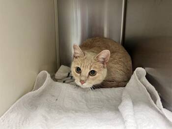 NALA -  Domestic Short Hair Cat for Adoption in Colorado Springs, Colorado - NALA | PetCurious